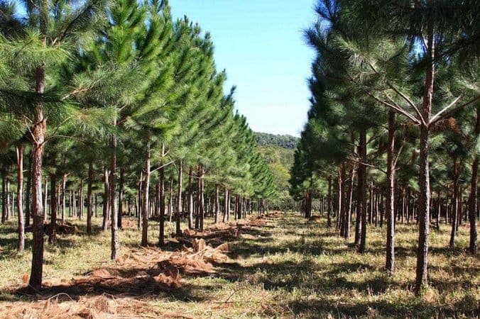 Produção estagnada de pinus preocupa setor