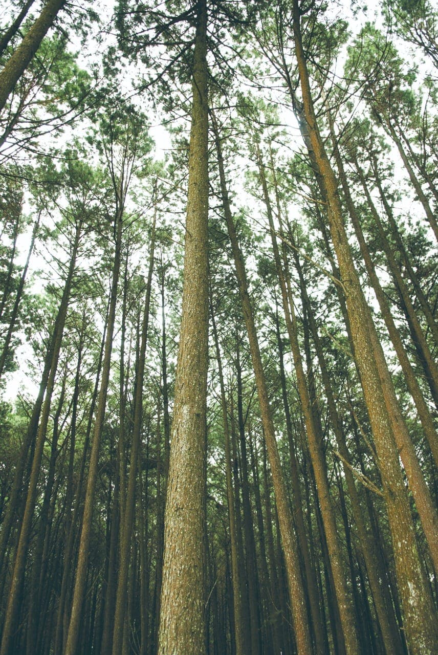 Guararapes capta R$ 475 milhões para expansão de sua produção