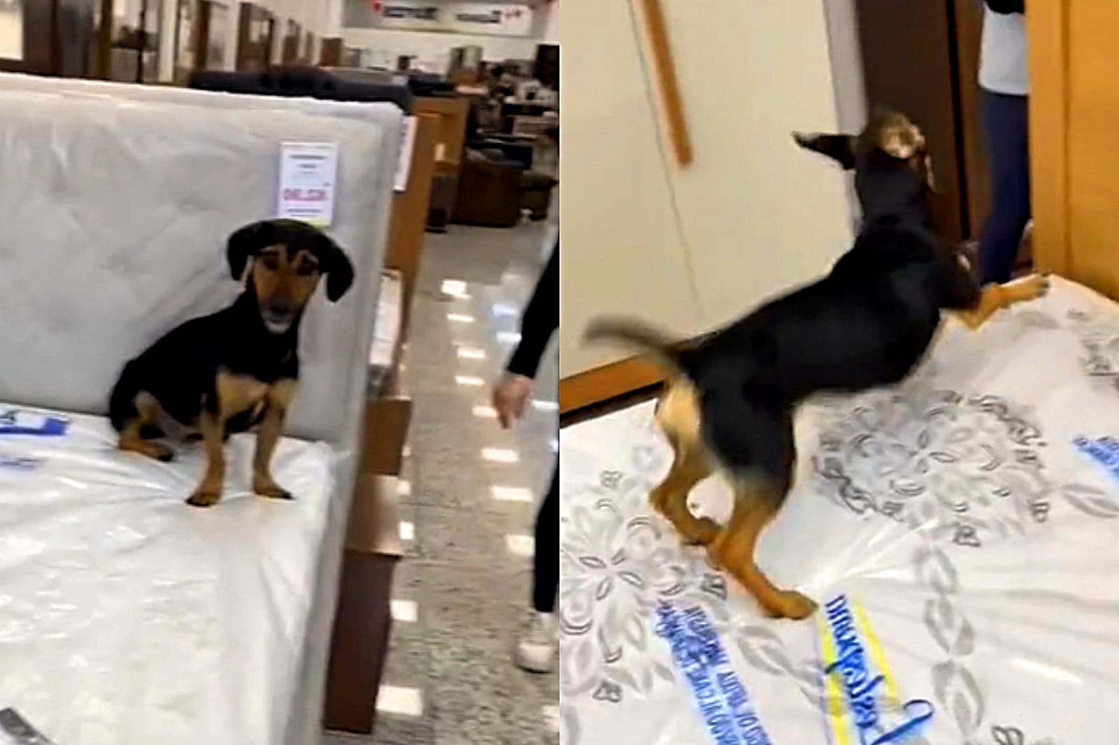 Vira-latas invadem loja e fazem teste de qualidade nos móveis expostos. (Foto: Reprodução TikTok/@thauanegrutt)