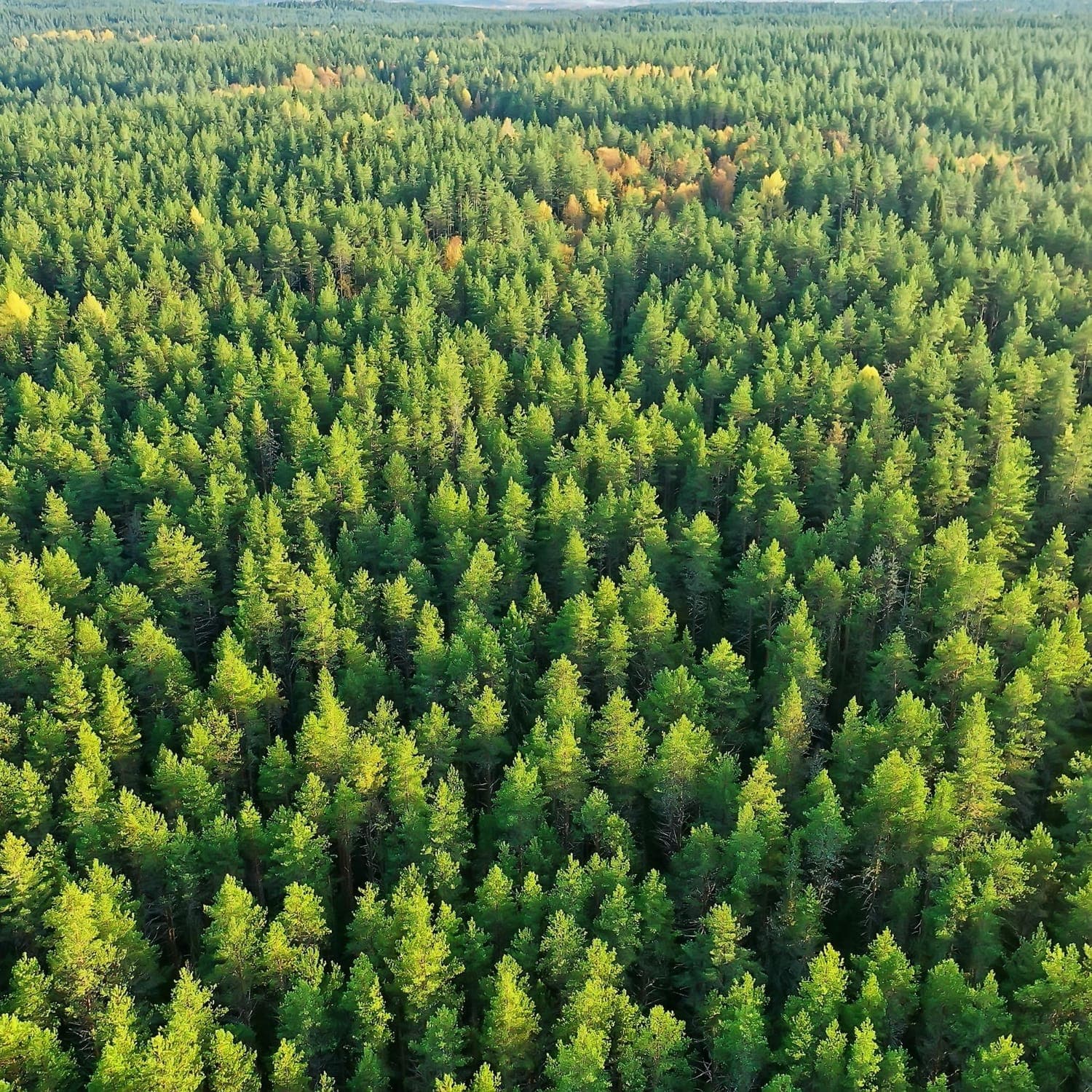 Pinus: o mais brasileiro entre os estrangeiros