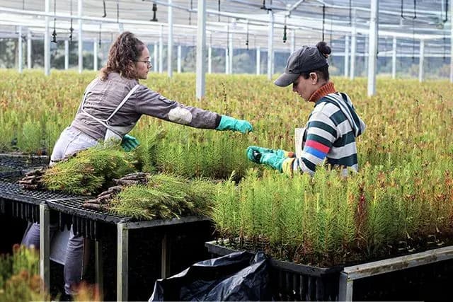 Pinus completa 120 anos no Brasil e reforça seu peso na indústria 