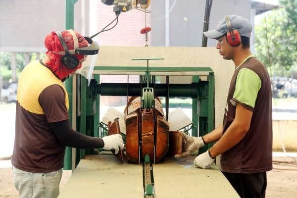 Processamento da madeira de cajueiro