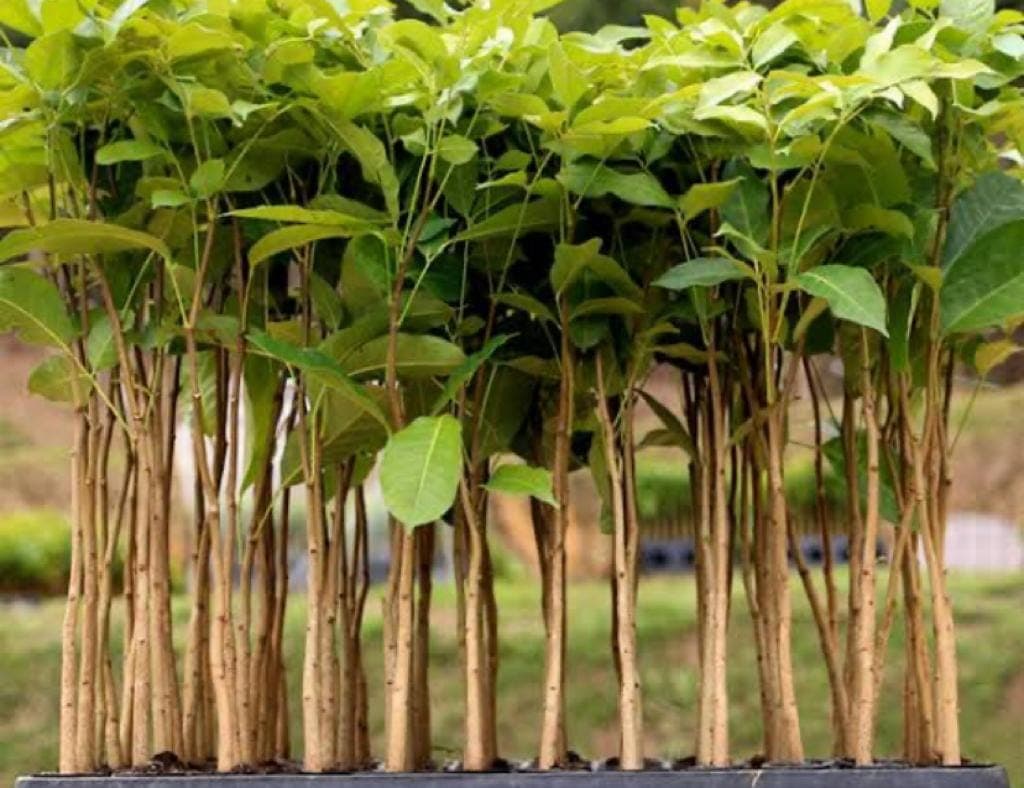 Promoção de móveis contribui para formação de florestas