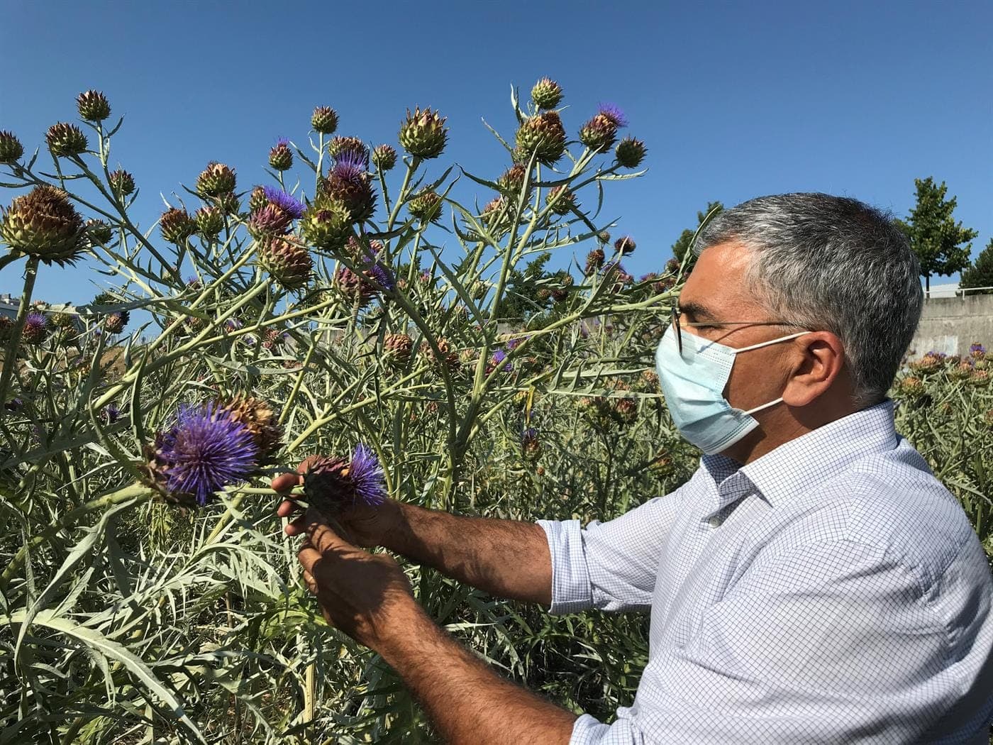 Flor pode ser matéria-prima para produzir móvel? Em Portugal sim