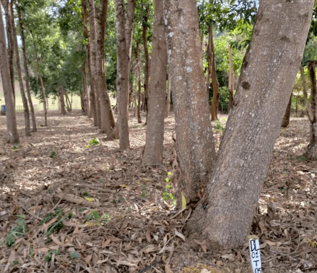 Acacia mangium – foto Flávio Pereira da Silva