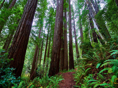 stunning-endless-redwood-trees-in-ancient-forest-along-trail.jpg