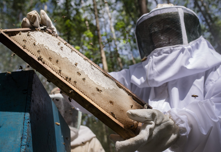 Foto_-_1Apicultor_em_acao.jpg