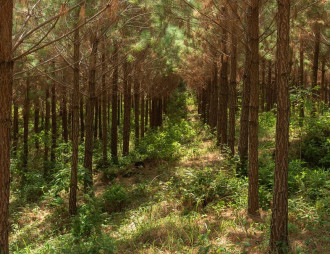 Floresta_de_pinus_no_Parana_Brasil_Credito.jpg